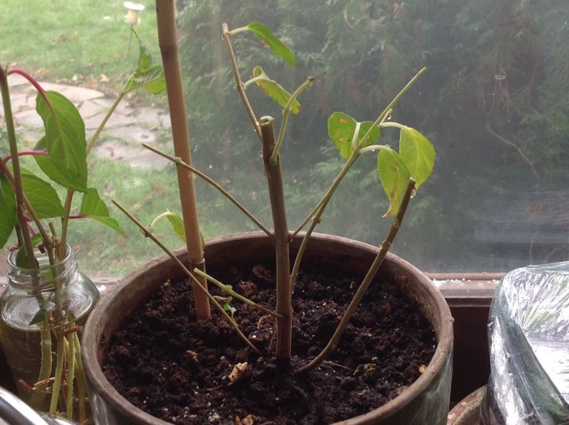 Fuchsia Blue Sarah - Tăiere de igienizare fucsia