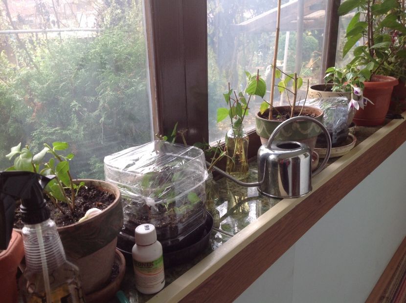  - Tăiere de igienizare fucsia