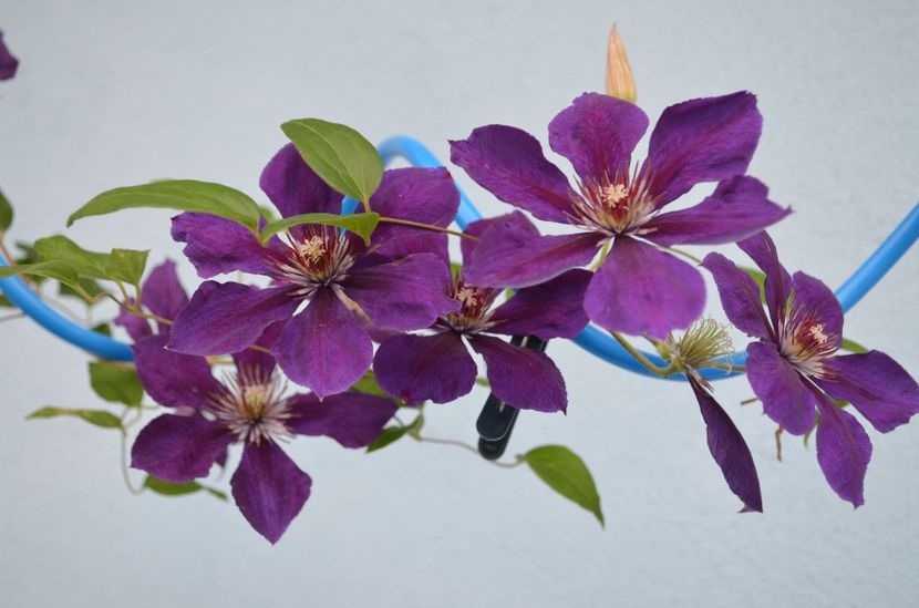  - dragostea  de natura
