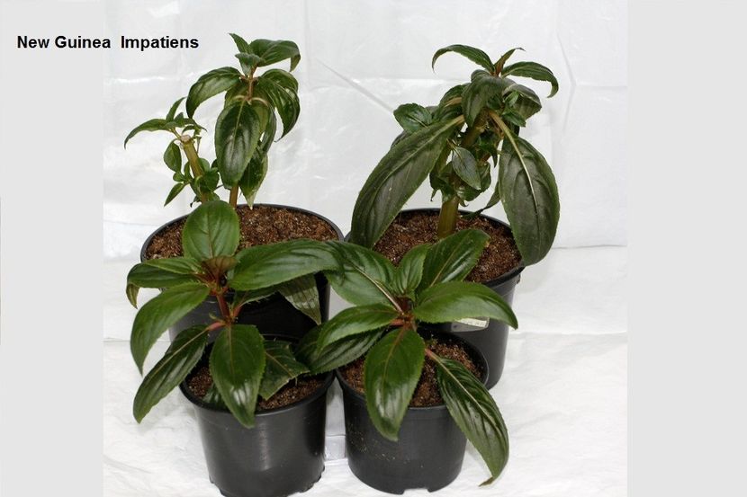 31.10.17 - 05 Impatiens- revigorare toamna