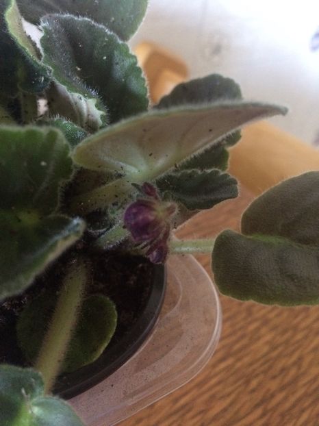 3.11.2017 - Achizitii 2017