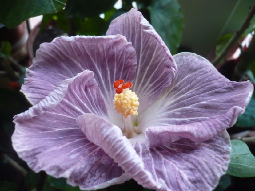 P1350359 - HIBISCUSI 2017-4