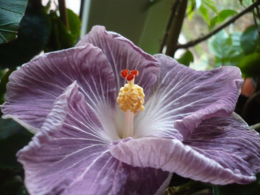 P1350360 - HIBISCUSI 2017-4