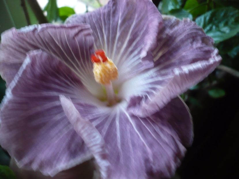 P1350364 - HIBISCUSI 2017-4