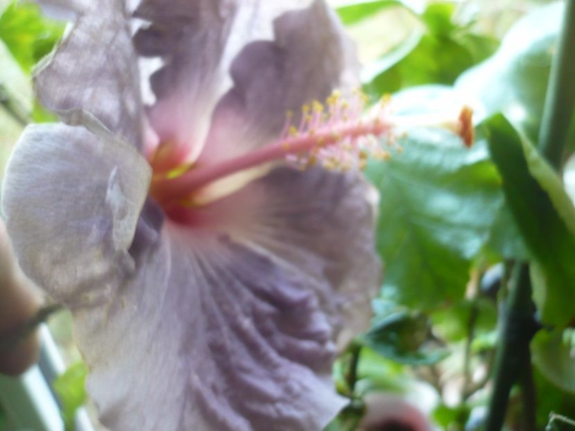 P1350369 - HIBISCUSI 2017-4