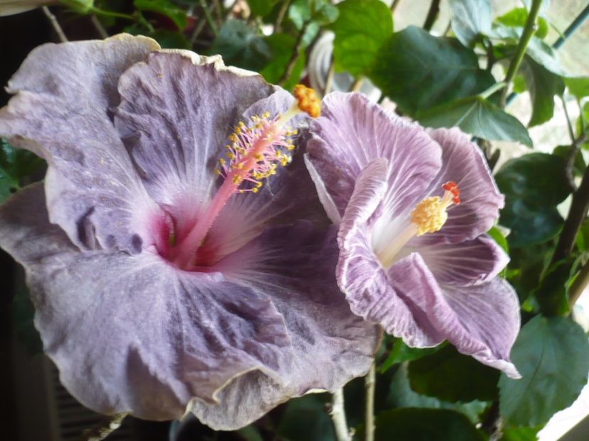 P1350372 - HIBISCUSI 2017-4