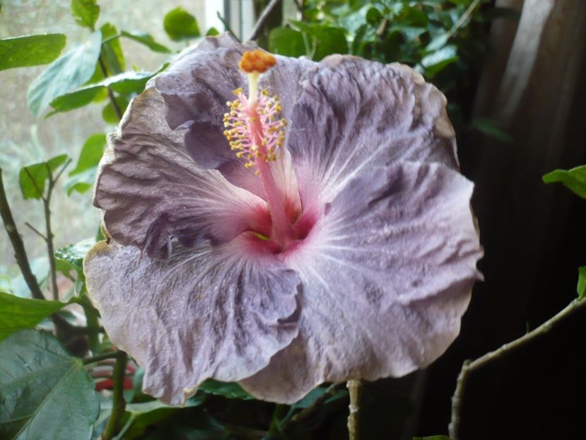 P1350380 - HIBISCUSI 2017-4