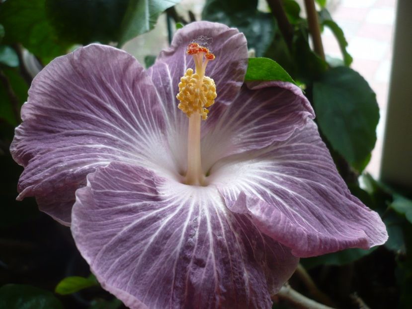 P1350383 - HIBISCUSI 2017-4