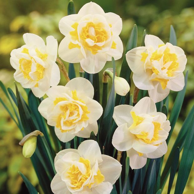Narcissus 'White Lion' - Bulbs