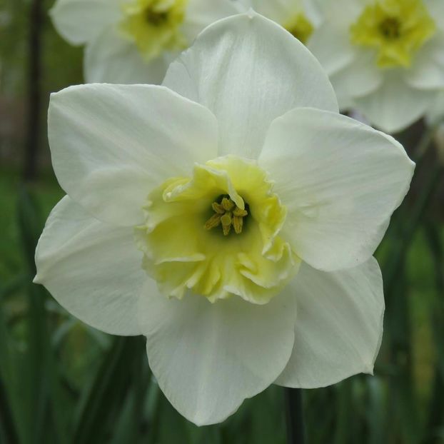 Narcissus 'Papillon Blanc' - Bulbs