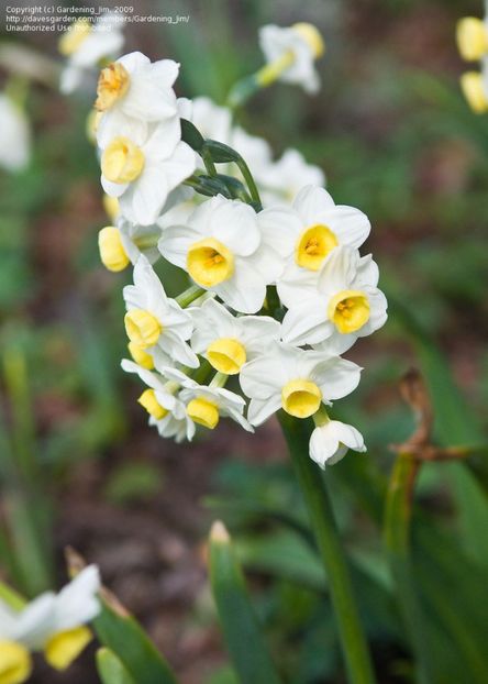 Narcissus tazetta 'Avalanche' - Bulbs