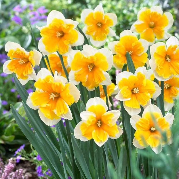 Narcissus 'Orangery' - Bulbs