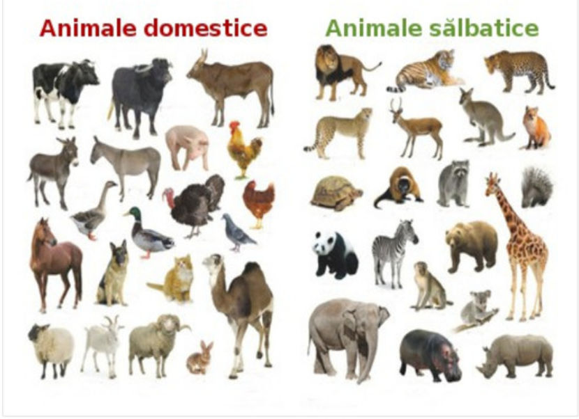 1_domesticirea - Animale desenate