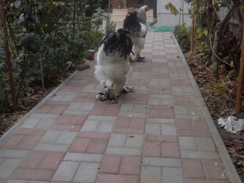  - POZE TINERET 2017 AUG