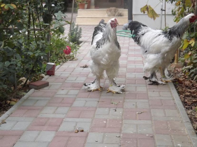  - POZE TINERET 2017 AUG