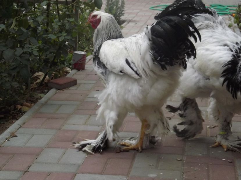  - POZE TINERET 2017 AUG