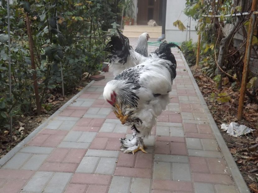  - POZE TINERET 2017 AUG