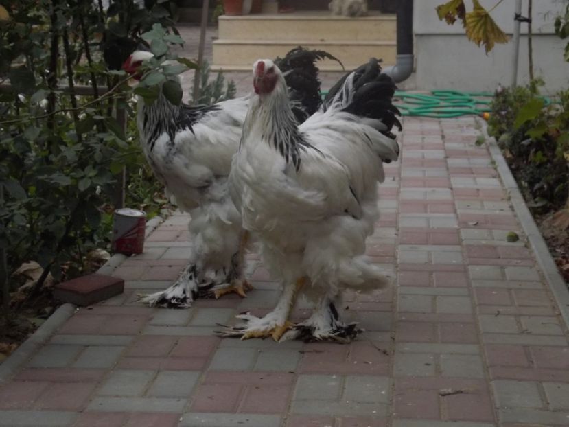  - POZE TINERET 2017 AUG