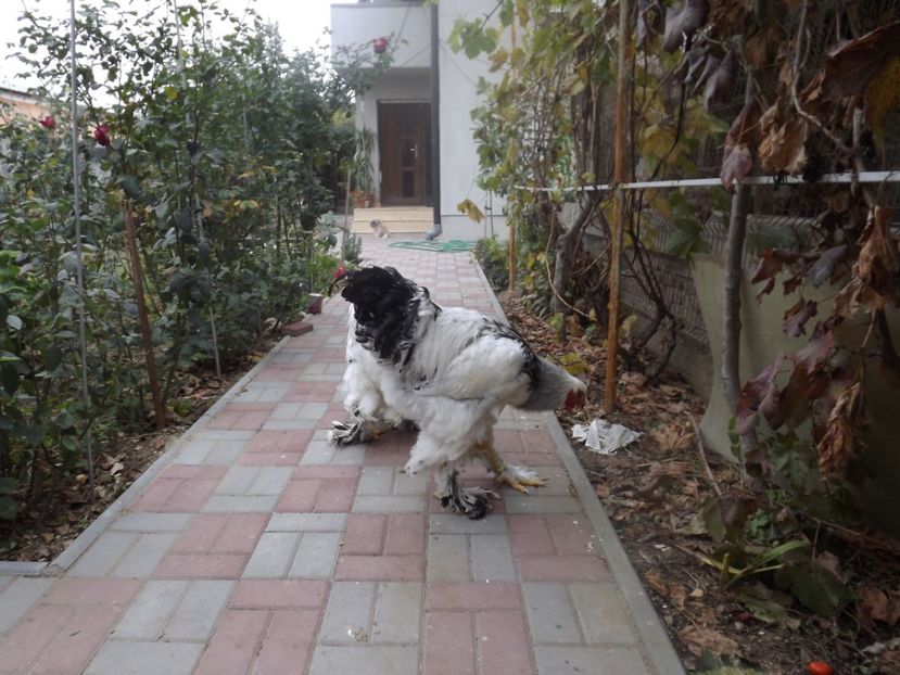  - POZE TINERET 2017 AUG