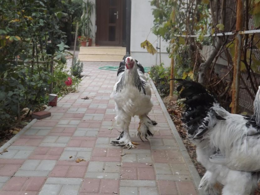  - POZE TINERET 2017 AUG