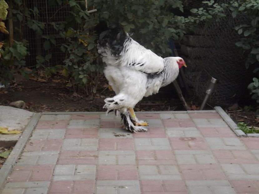  - POZE TINERET 2017 AUG