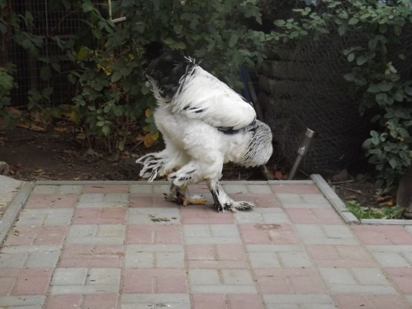  - POZE TINERET 2017 AUG