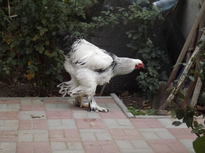  - POZE TINERET 2017 AUG