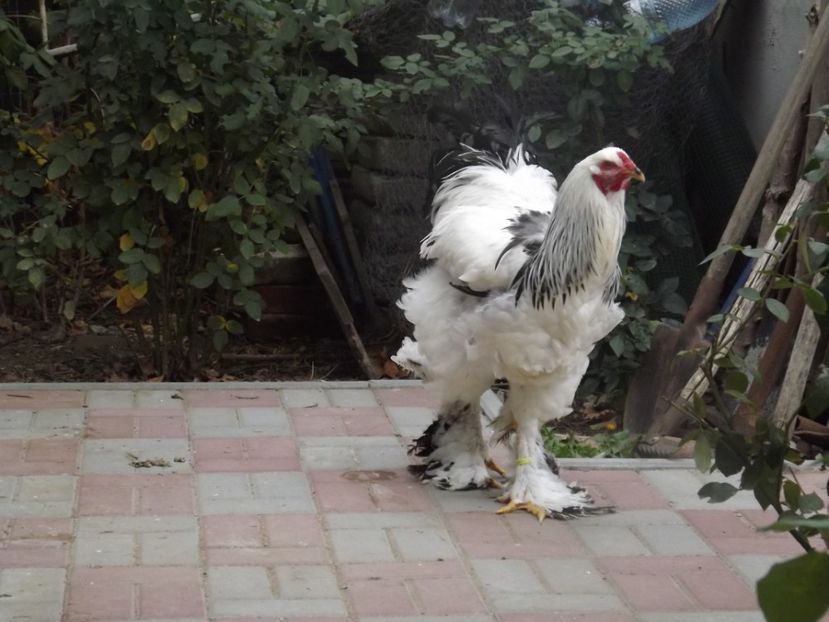  - POZE TINERET 2017 AUG