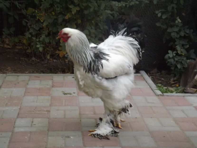  - POZE TINERET 2017 AUG