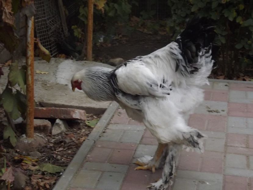  - POZE TINERET 2017 AUG