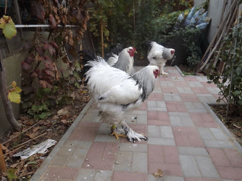  - POZE TINERET 2017 AUG