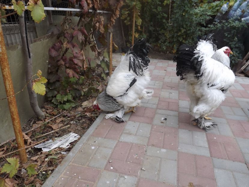  - POZE TINERET 2017 AUG