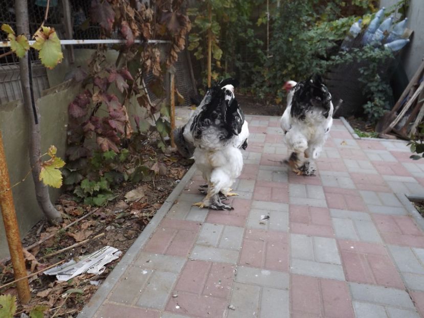  - POZE TINERET 2017 AUG