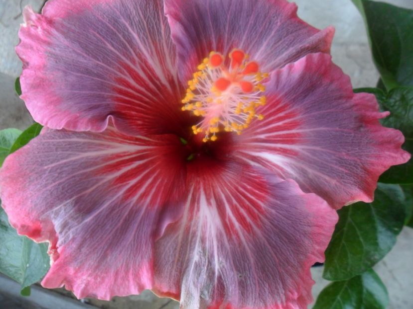  - 000-hibiscusi deosebiti