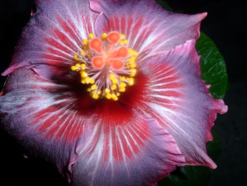  - 000-hibiscusi deosebiti