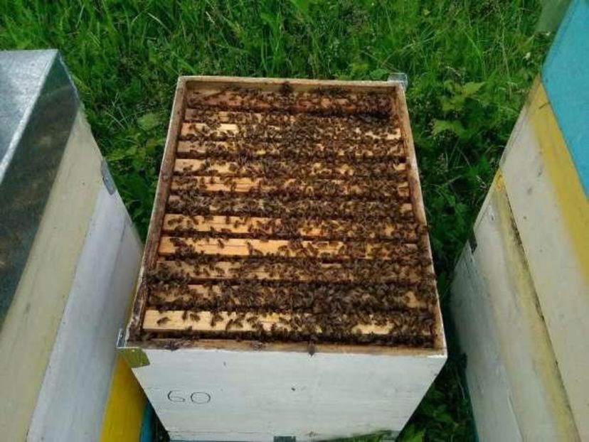  - LAYENS DE PE INTERNET