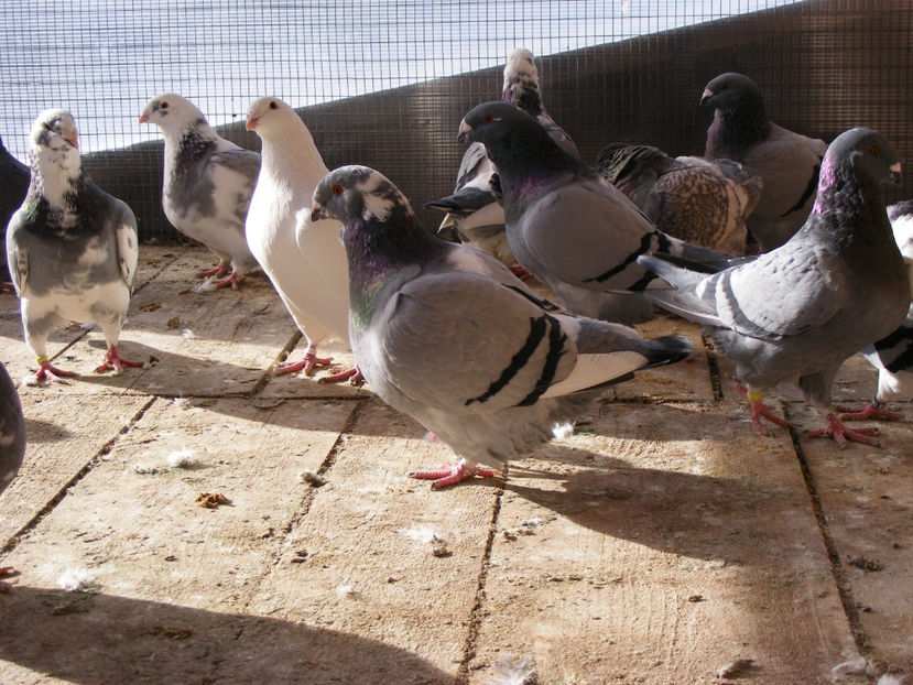 nou 097 - MATCA AMERICANI PT 2018