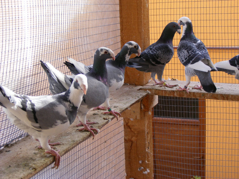 nou 105 - MATCA GERMANI PE 2018