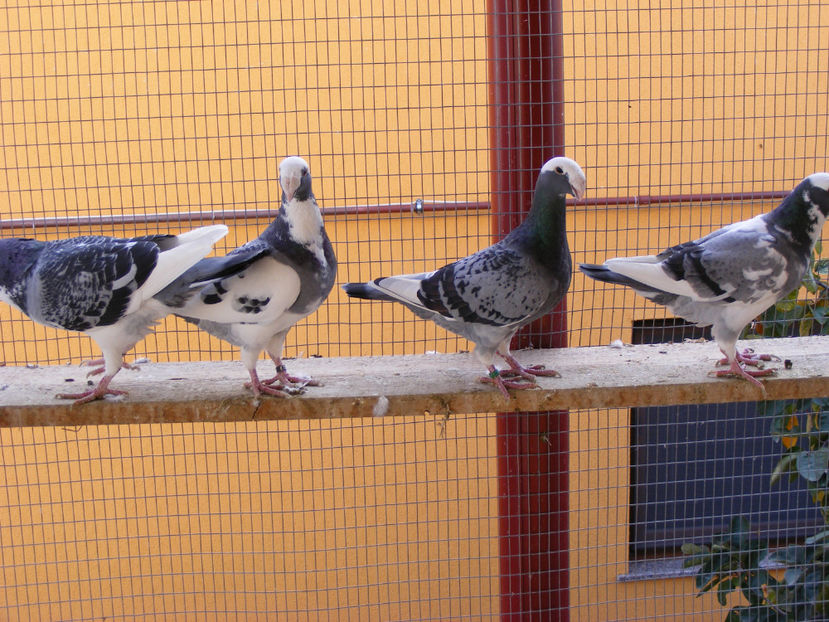 nou 106 - MATCA GERMANI PE 2018