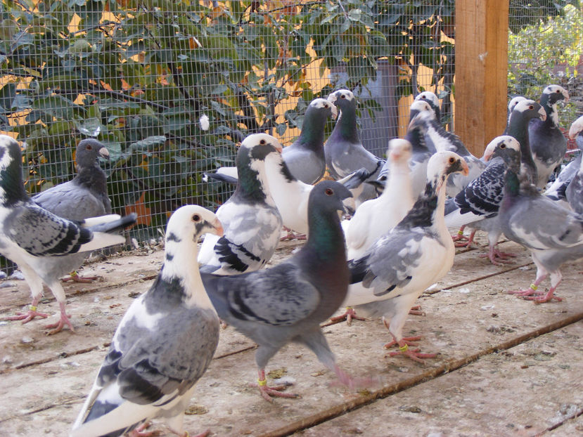 nou 108 - MATCA GERMANI PE 2018