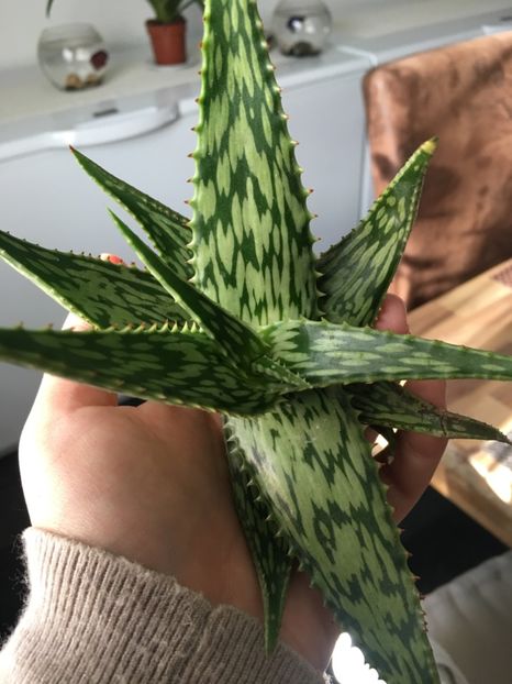 Aloe simale - Aloe