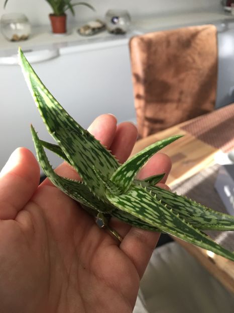  - Aloe