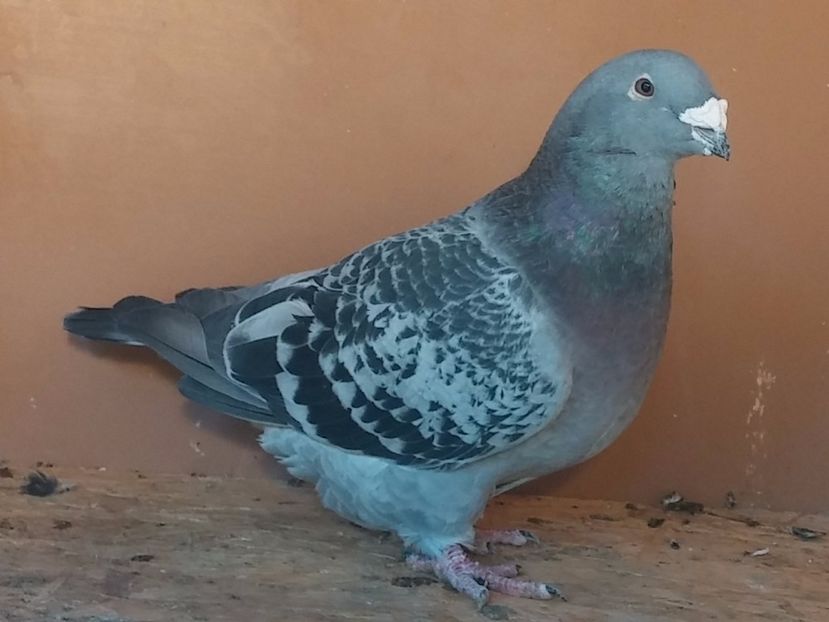 Vândut - Porumbei standard vanduti