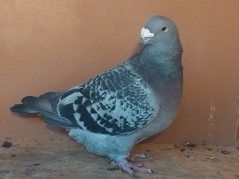 F2015 - Porumbei standard vanduti