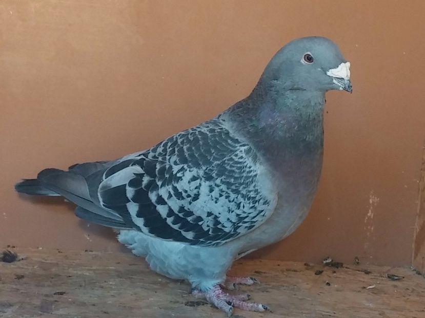  - Porumbei standard vanduti