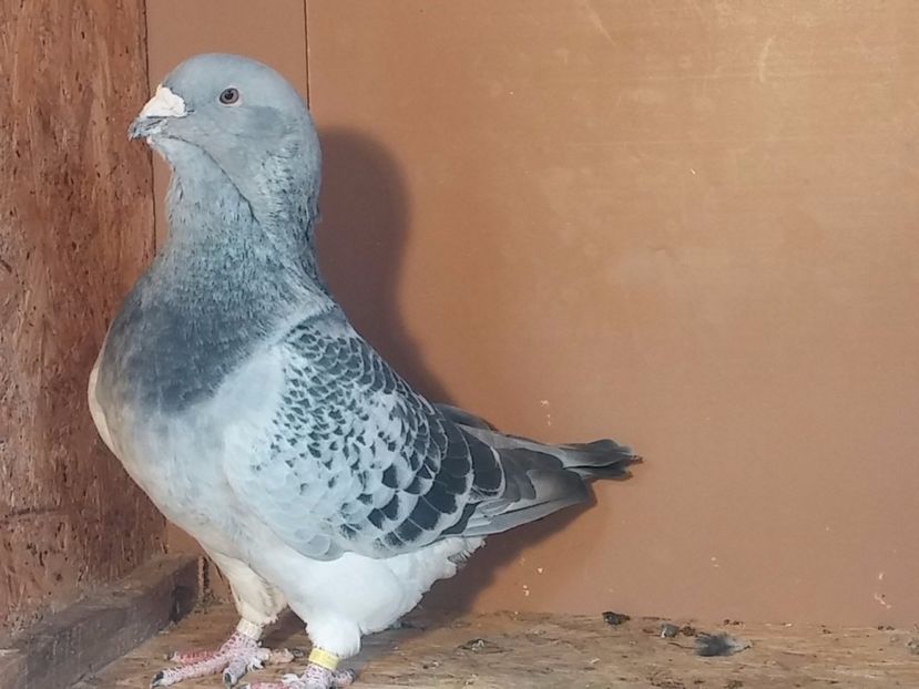 Vândut - Porumbei standard vanduti