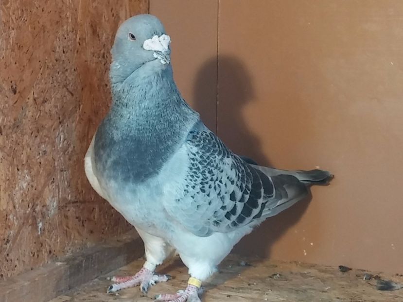 M2015 - Porumbei standard vanduti