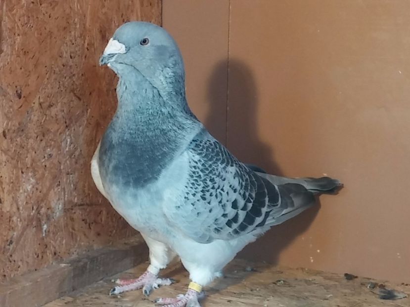  - Porumbei standard vanduti