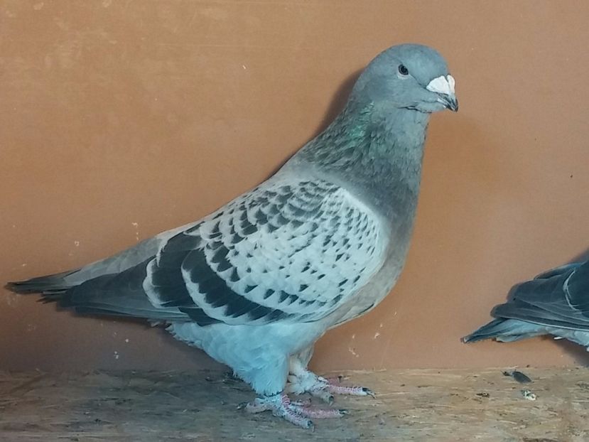  - Porumbei standard vanduti