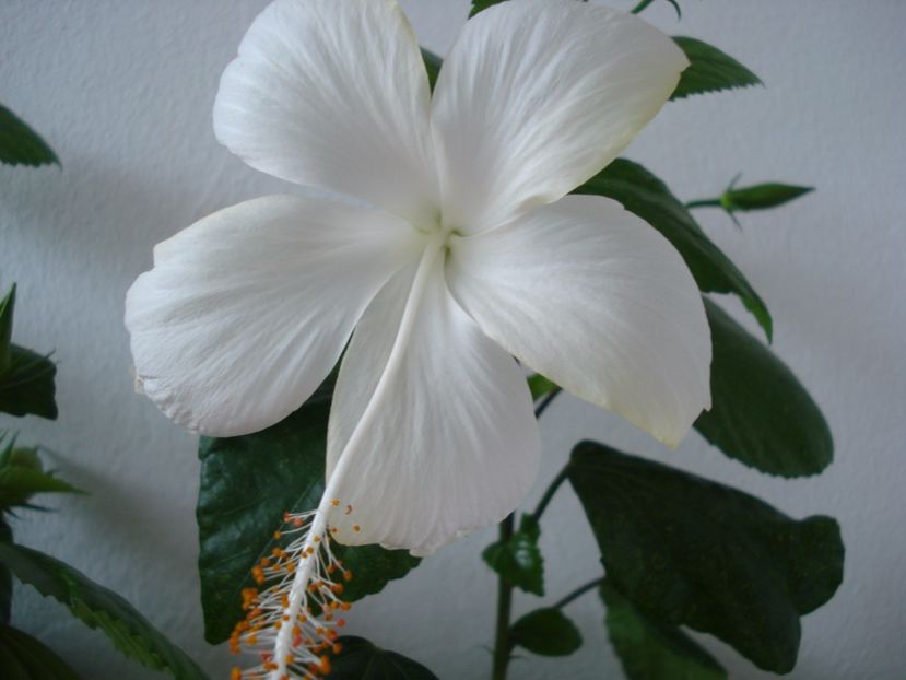  - Hibiscus Dainty White